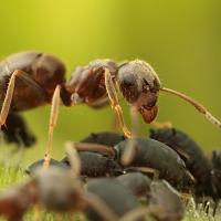 Black Ant with Aphids 4 